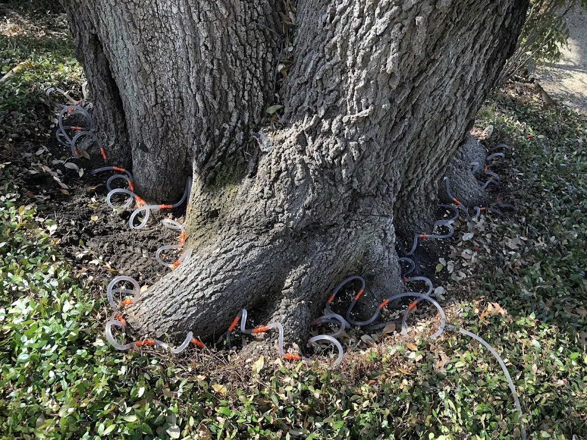 Detailed Tree Cabling and Bracing job site in Rich Square
