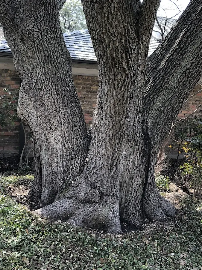 Mature heritage tree close to a Rich Square property cared for by certified arborists